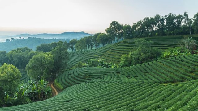 Time lapse of 101 tea plantation at Doi Mae Salong it is a popular tourist destination of Chiang Rai Thailand. It is a hillside plantation with beautiful scenery.