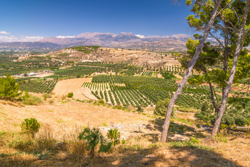 Fototapeta na wymiar Landscape with olive trees and mountains on the background, Crete, Greece, Europe.