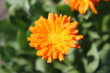 orange flower in the garden