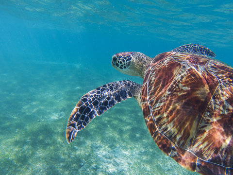 Sea turtle in tropical seashore, underwater photo of marine wildlife. Snorkeling with sea turtle.