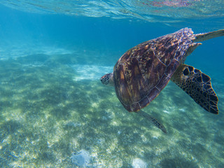 Obraz na płótnie Canvas Sea turtle in tropical seashore, underwater photo of marine wildlife. Sea tortoise diving. Marine turtle undersea