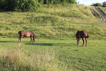 Fototapeta premium horses grazing in a meadow