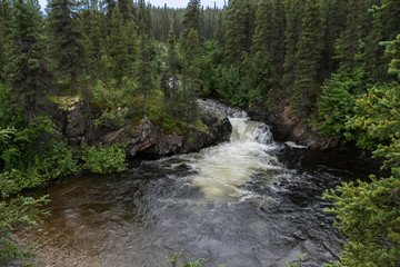 stream in the forest