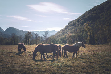 chevaux au pied des montagnes