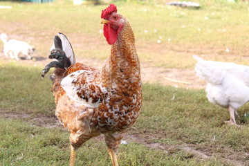rooster on farm