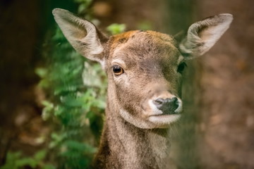 Naklejka na ściany i meble Portrait of sad looking young doe of fallow deer, Dama dama, with big ears standing behind green bars in a zoo run, close up image, blurry brown background