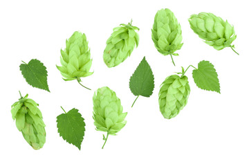 hop cones with leaves isolated on white background with copy space for your text. Top view. Flat...