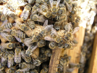 The bees gnaw the queen cell. A bee family close-up. Output of queen bees.