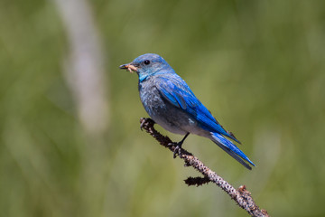 Bluebird Lunchtime