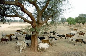Troupeau de zébus cherche l'ombre sous un arbre, Pays Dogon, Mali, Afrique