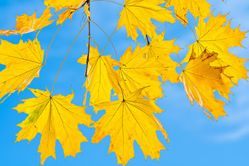 Fototapeta na wymiar Yellow maple leaves against the blue sky