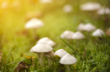 little white mushrooms in the moss in the forest
