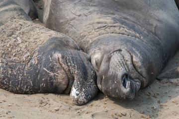 Fototapeta premium Come closer