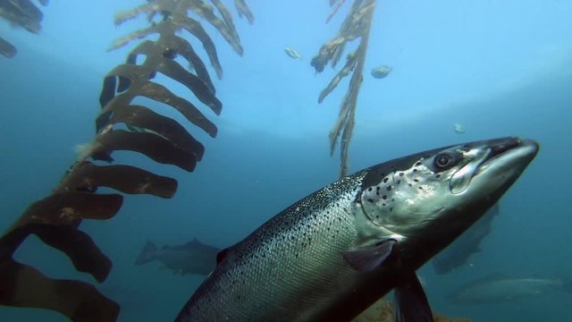 Salmon Farm Underwater. Salmon Swimming Near Wrasse House.