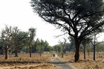 	 Arrivée par la piste au village de Niongono, Pays Dogon, Mali, Afrique