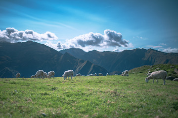 Moutons en estive dans les Pyrénées  