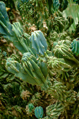 Obraz premium Cereus Hildmannianus Cactus