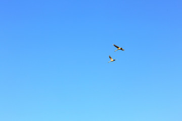 A pair of swans flying in a blue sky