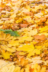 Autumn background of maple leaves