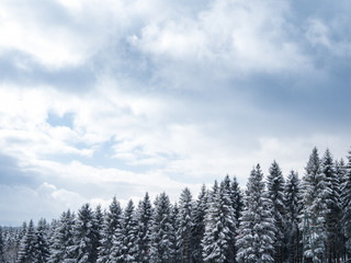 Minimalist Winter Landscape with coniferus trees