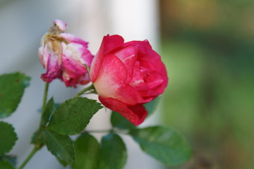 A pink Rose flower