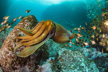 A Giant Cuttlefish