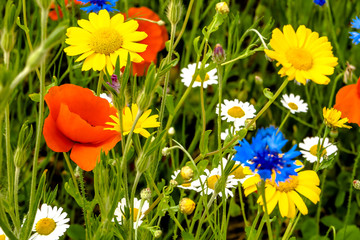 Colorful flowers in the garden, Cotswolds, England