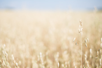 Oats field at sunny day