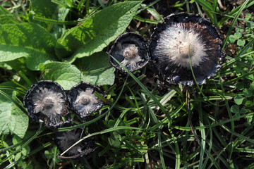 Shaggy mane (Coprinus comatus) mushrooms in the grass