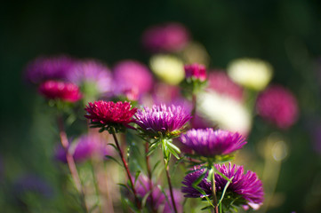 beautiful asters from my garden