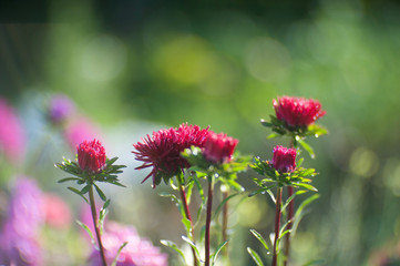 beautiful asters from my garden