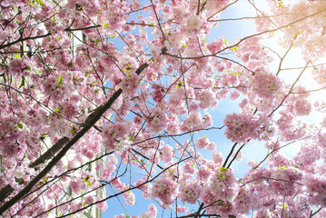 Cherry-blossom tree branches on Paris street -  low-angle view and beautiful yellow sunlight flare