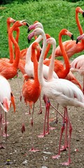 A group of flamingos in a clearing.