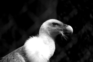 Black and white portrait of vulture