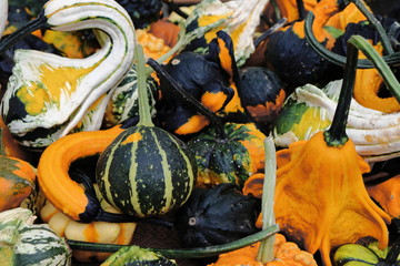 Vegetables at the autumn fair in Riga. Agricultural products and healthy food.