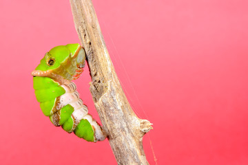 Fototapeta premium クロアゲハ前蛹(合成向け素材)