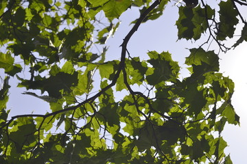 green leaves and blue sky