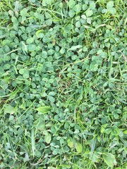 green grass background