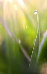 dew on grass