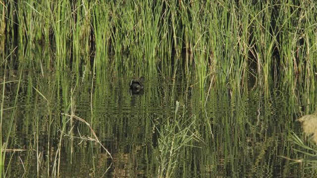 A Duck feeds in Azraq Wetland Reserve, Jordan. Close view, 4K