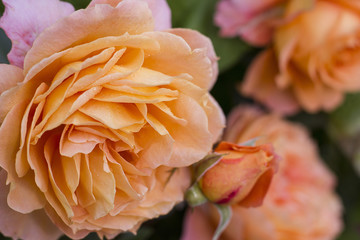 close up gentle roses in the garden