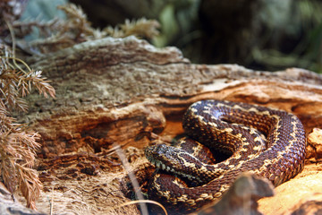 Karst meadow viper, snake