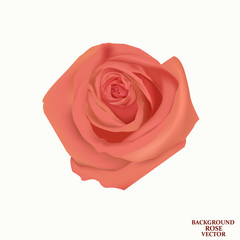 Background with rose isolated.