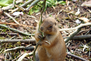 Black-tailed prairie dog, animal