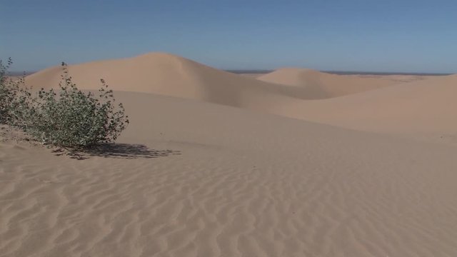 Bushes on North Algodones Dunes in California in the midday heat, USA.