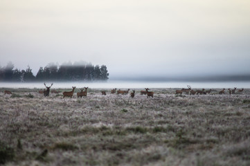 A herd of deer early in the misty morning walks on the field during the rut. Belarus, Naliboki...