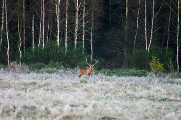 Red deer on the field early in a foggy morning during the rut. Belarus, Naliboki forest
