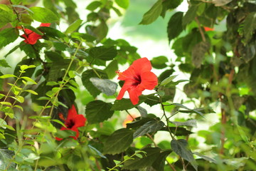 Colori della natura