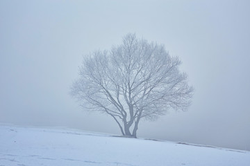 Fototapeta na wymiar Frozen tree on winter field