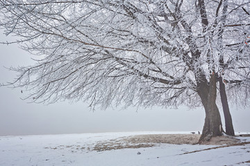 Frozen tree on winter field